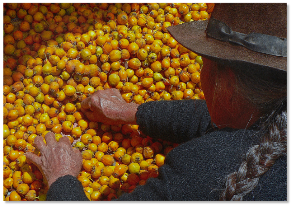 Nispero Fruit Grower