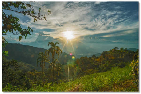 Sunset Jungle