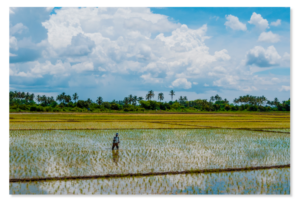 Campos de arroz