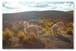 Andean Alpacas