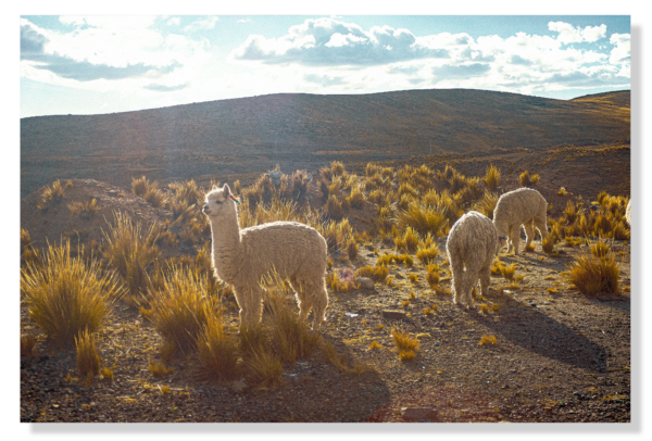 Andean Alpacas