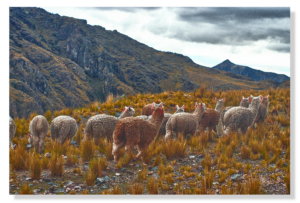 Highland Alpacas