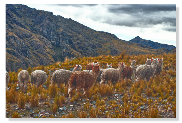 Highland Alpacas