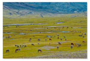 Alpaca paradise