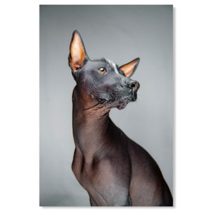Inca Dog Hairless Pure Breed