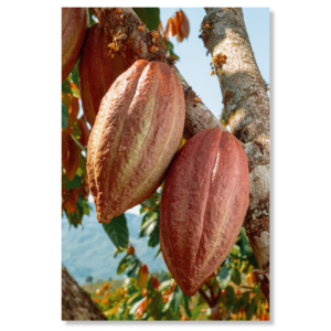 Cacao Nativo