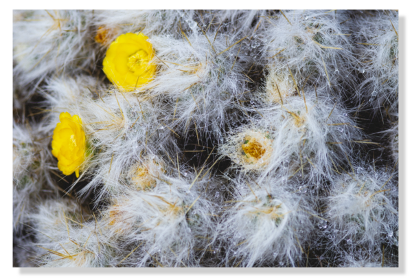 Frozen Cactus