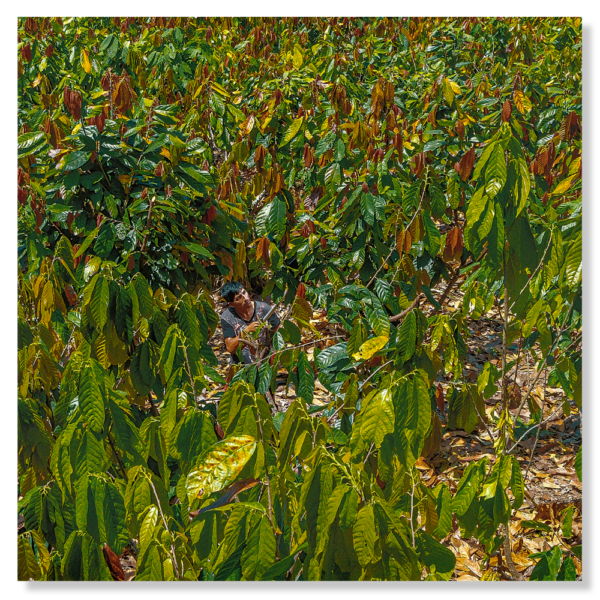 Amazon Cacao
