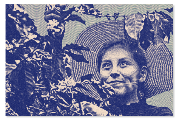 Cultivadora de café
