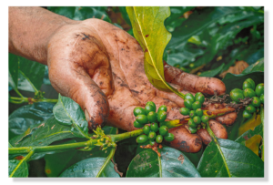 Jungle Coffee