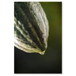 Cacao nativo verde