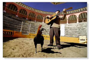 Chicken Arena