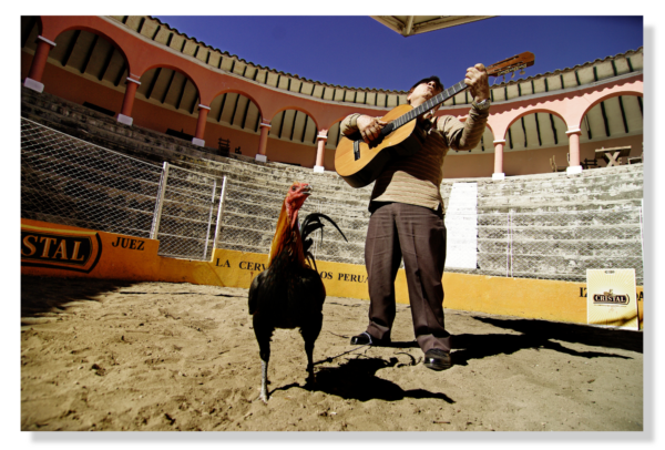 Chicken Arena