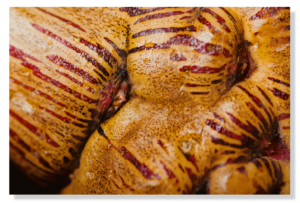 INCA TUBER