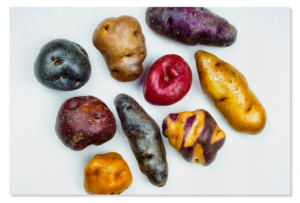 Papas nativas de colores