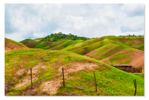 Beach Dunes