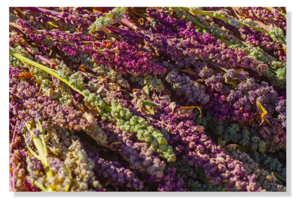 Quinoa