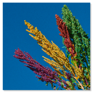 Quinoa colors