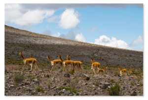Vicuñas salvajes